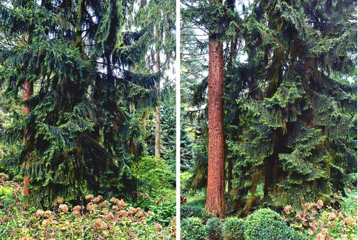 Hiryczuk / Van Oevelen, Sequoia, 2013