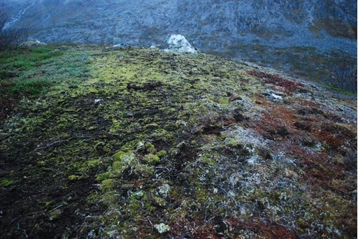 Lichen landscape, Norway 2016  photo Judith van der Elst