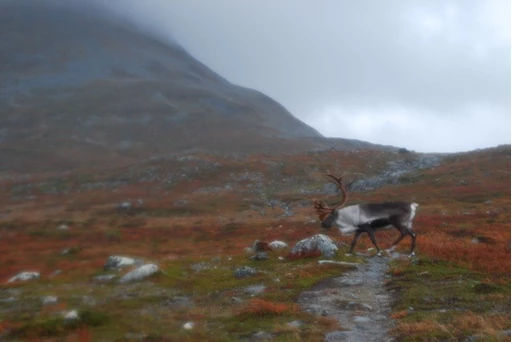 Reindeer Crossing Saana, Kilpisjärvi, Finland photo Judith van der Elst, 2015