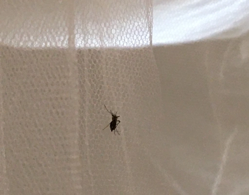 A very well-fed mosquito resting on my bed’s protective screen in downtown Rio.