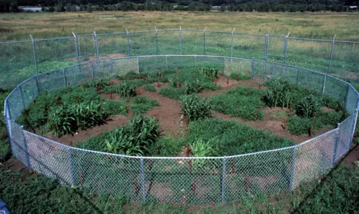 Mel Chin (met Dr Rufus Chaney) - Revival Field (1991), Pig\'s Eye Landfill, St. Paul, Minnesota