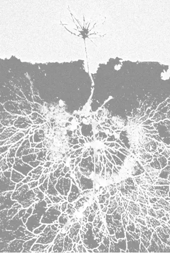 Roots surrounded by mycorrhizal fungal threads; image edit by Pernille Winther.